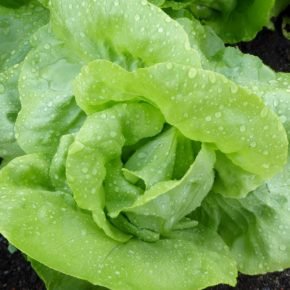 buttercrunch lettuce