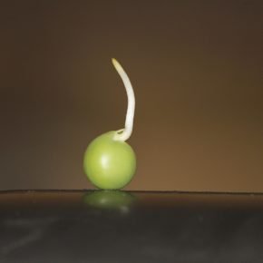 pea seed germination