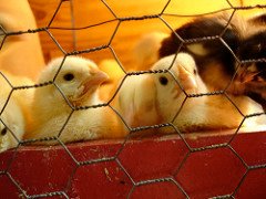 Baby Chicks Under Lights