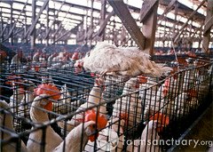Do NOT support Factory Farming