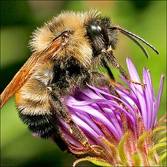 Honey Bees are Disappearing