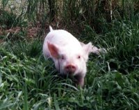 Pork is NOT good to eat.