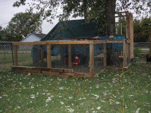 Baby chicks' first night outside. Covered, warm, and safe.