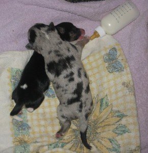 banzai-bitsy-bottle