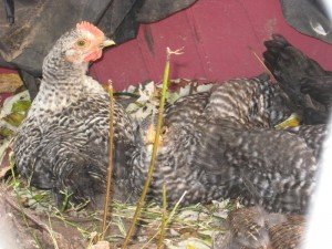 Barred Rocks