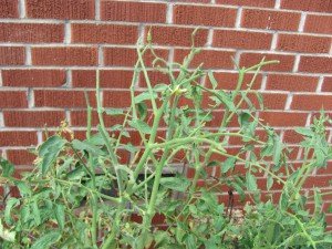 Tomato Hornworm