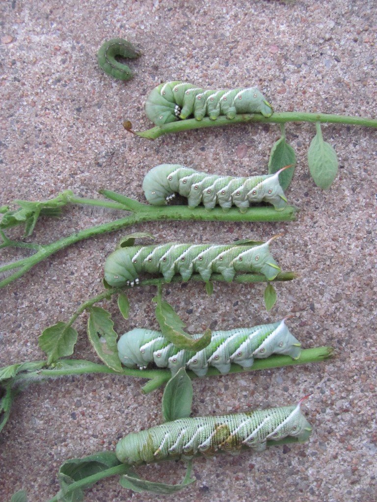 tomato hornworms