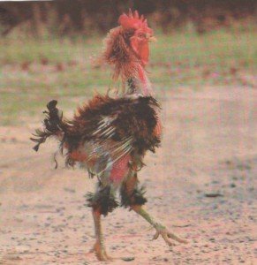 Chicken had a rough year