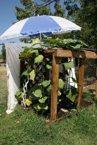 garden shade for summer heat
