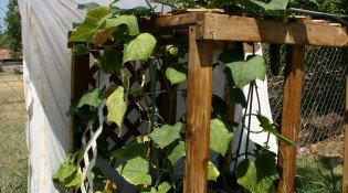 Garden Umbrellas 003