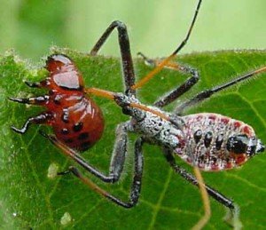 Assasin Bug eating potato beetle larvae