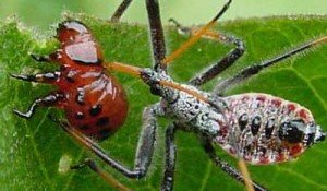 Assassin Bug