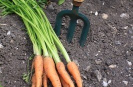 carrots-organic