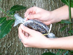 Air Layering for Easy Plant Propagation Header