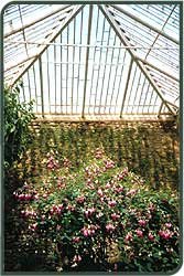 Organic Growing ABC's