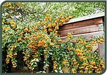 Permaculture