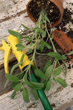 garden pot and sprayer