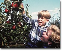 apple picking