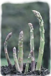 asparagus.jpg - 12kb