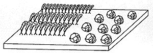 bed.gif - 11kb