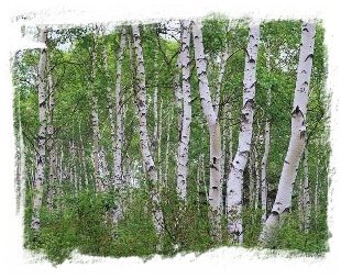 birch trees