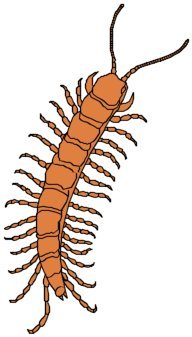 centepede