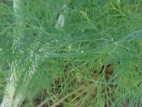 dill