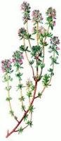 garden thyme