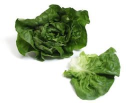 curly lettuce:lettuce salad greens