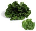 curly lettuce:lettuce salad greens
