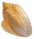 endive-salad greens
