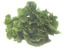 escarole - lettuce salad greens