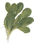 lamb's lettuce- lettuce salad greens
