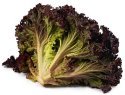 lollo rosso: red-leaf lettuce salad greens