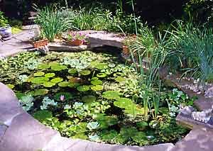 water garden