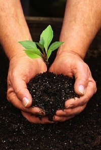 organic soil grows healthier plants