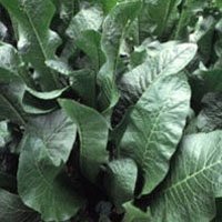 horseradish