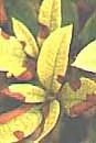 manganese deficiency