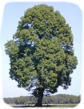 oak.jpg - 45kb