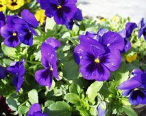 pansies.jpg - 22kb