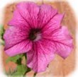 petunia.jpg - 5kb