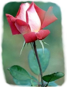 rose.jpg - 14kb