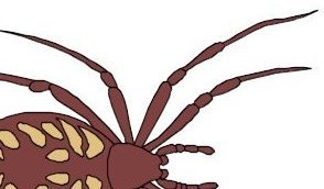 spider walking
