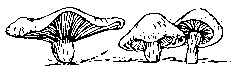 toadstools.gif - 3kb