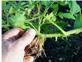 tomatoe_shoots.jpg - 27kb