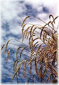 wheat