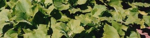 Crop of Yacon Polymnia (Smallanthus) sonchifolia