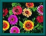 zinniabunch.jpg - 10kb