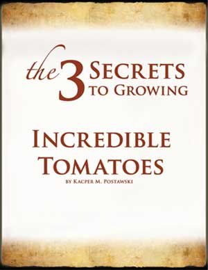 incredible tomatoes