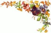 pansy